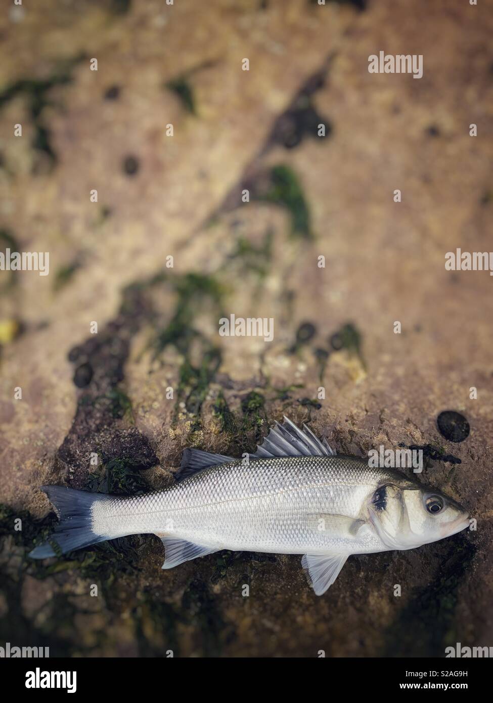 Frisch live Seebarsch (Dicentrarchus labrax) auf einem Felsen gefangen, bevor er auf das Meer zurück. Stockfoto