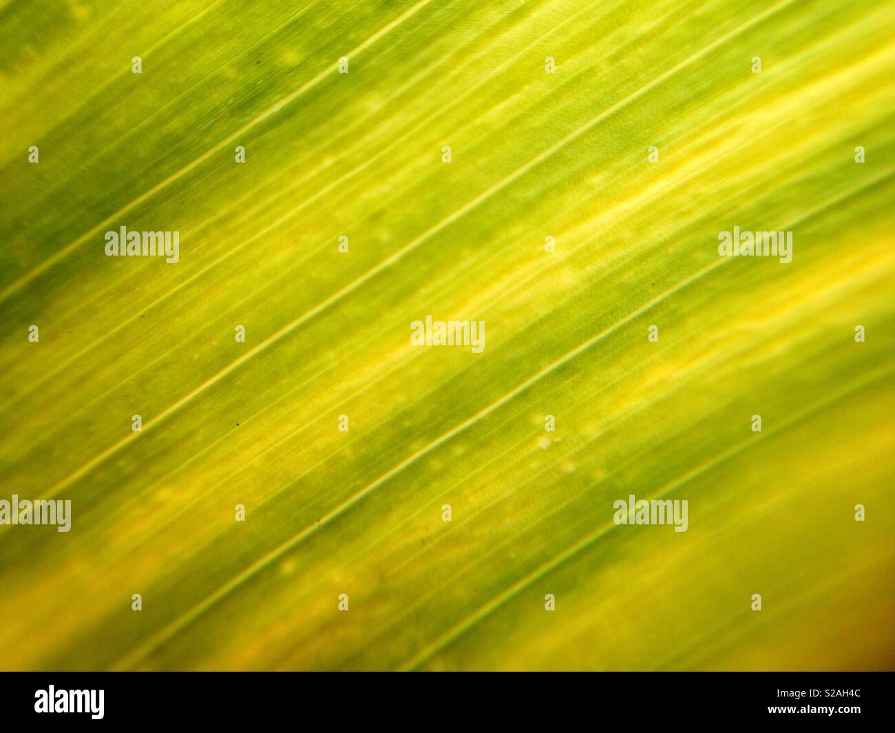 Natürliche Muster von Mais Blatt - Smartphone-aufgenommenes Stockfoto