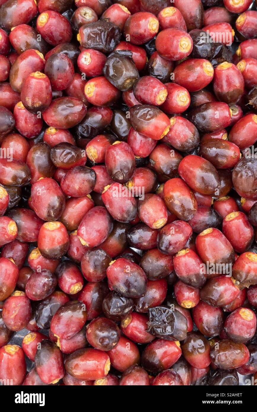 Rote Farbe frische Datteln aus dem Oman - Smartphone-aufgenommenes Stockfoto