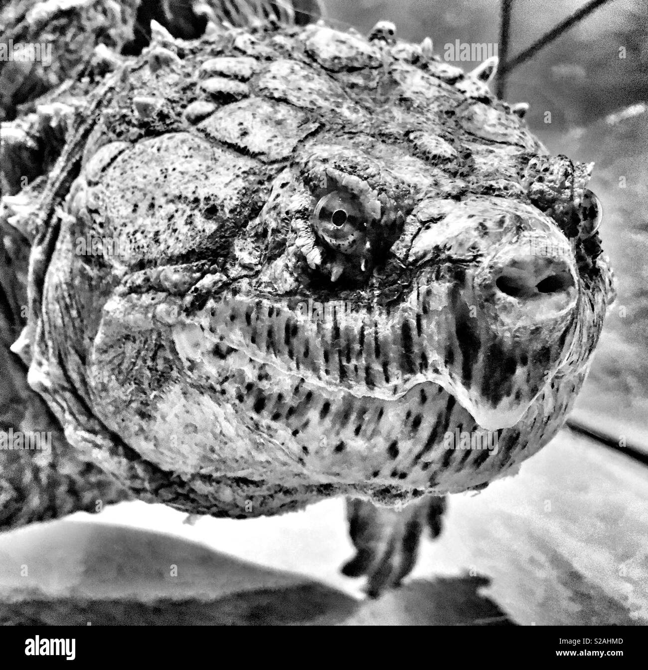 Florida Snapping Turtle closeup Stockfoto