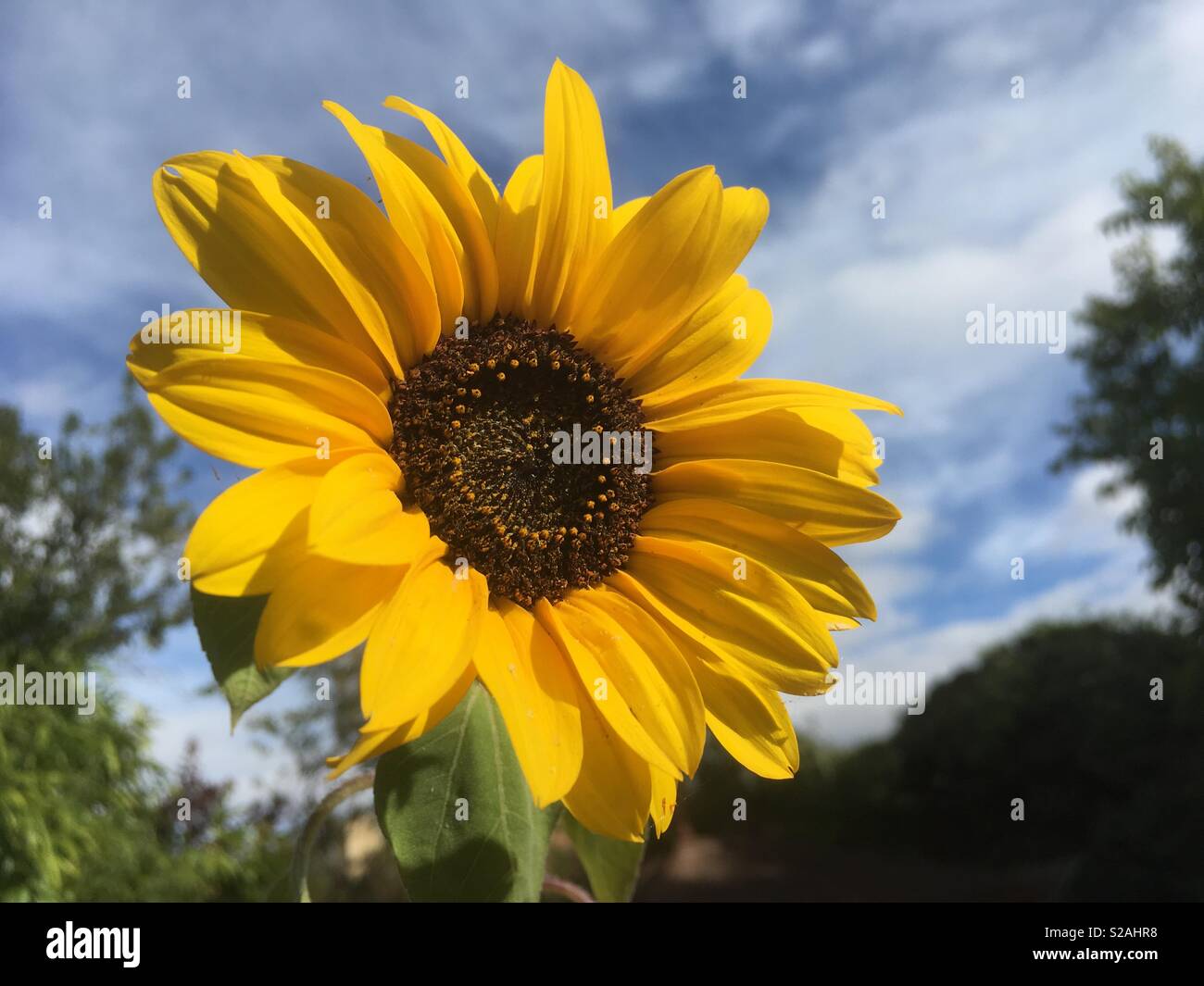 Leuchtend gelbe Sonnenblumen im Sonnenschein vor blauem Himmel Stockfoto