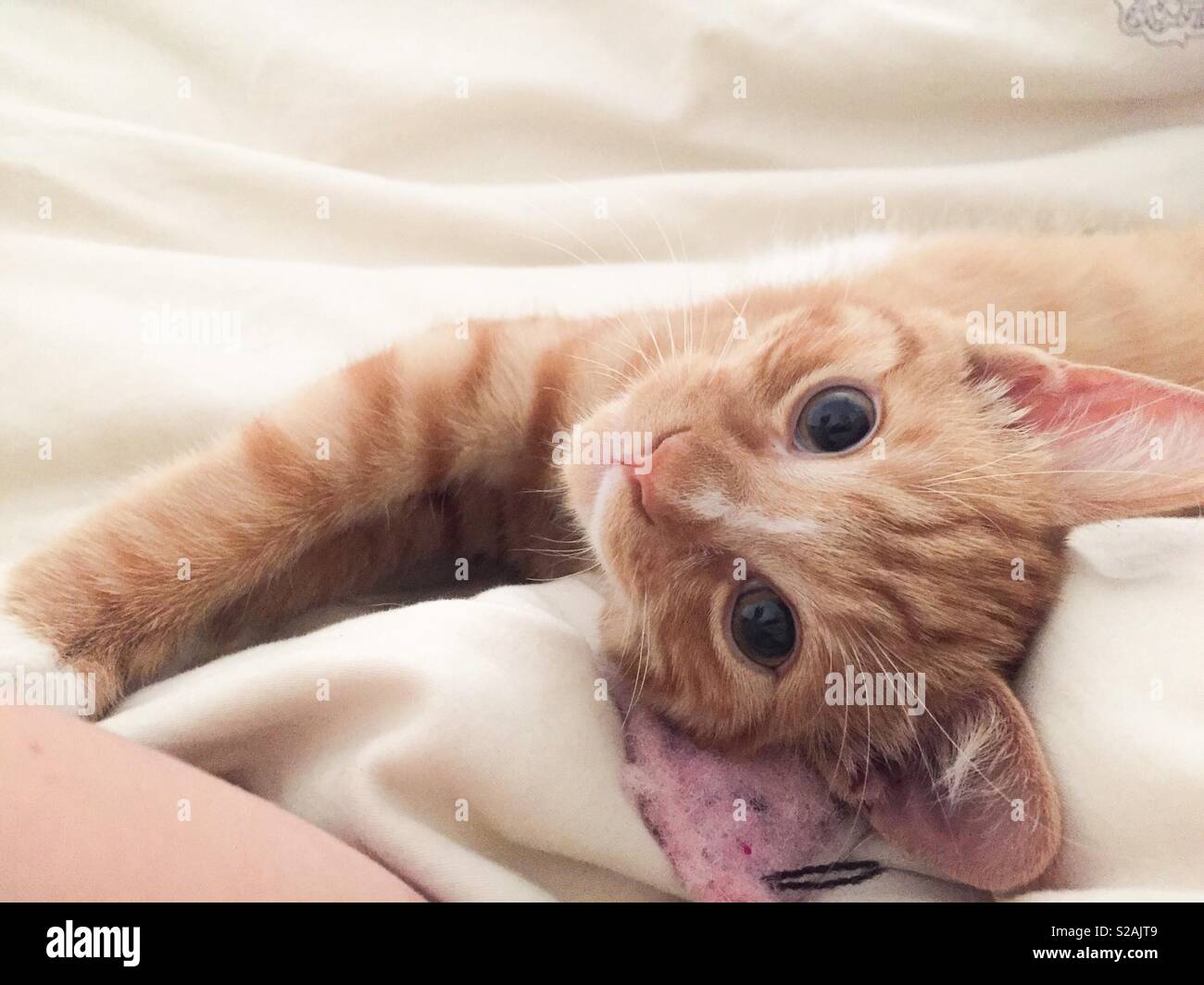 Ginger kitten Stockfoto