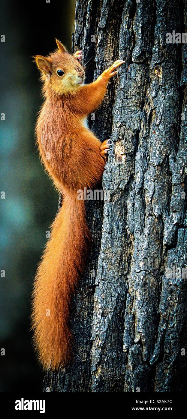 Eichhörnchen Climblng bis Baum - Smartphone-aufgenommenes Stockfoto