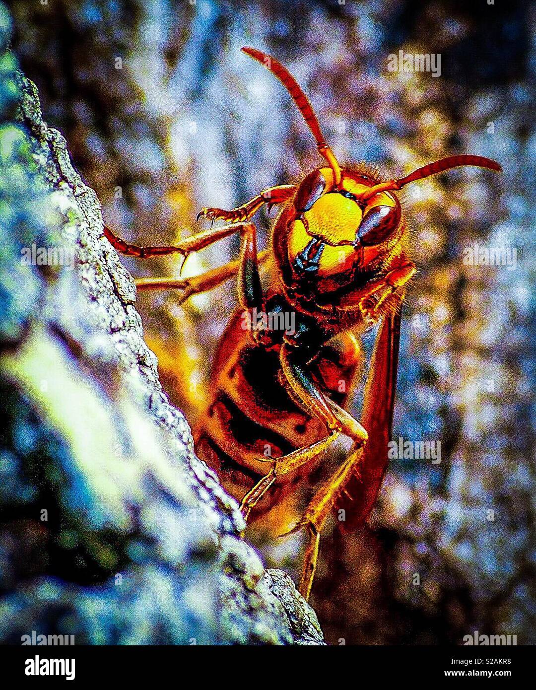 Asiatische Hornissen töten Bienen in Europa Stockfoto