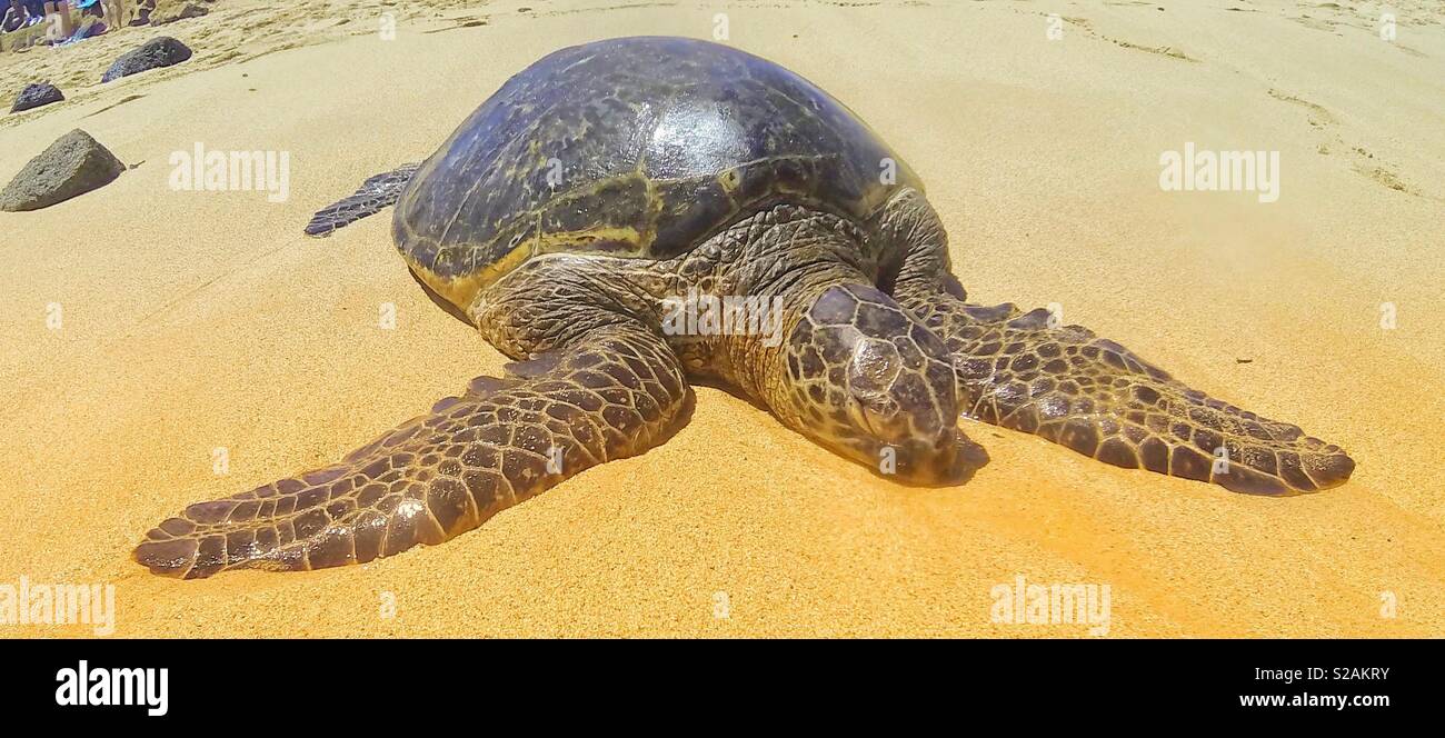 Der hawaiischen Green sea Schildkröte Aalen in der Sonne während eine kurze Atempause, bevor wieder Flattern seine Flossen durch den Shorebreak, wieder nach Hause zu seinem marine Reef Life Spielplatz - Smartphone-aufgenommenes Stockfoto