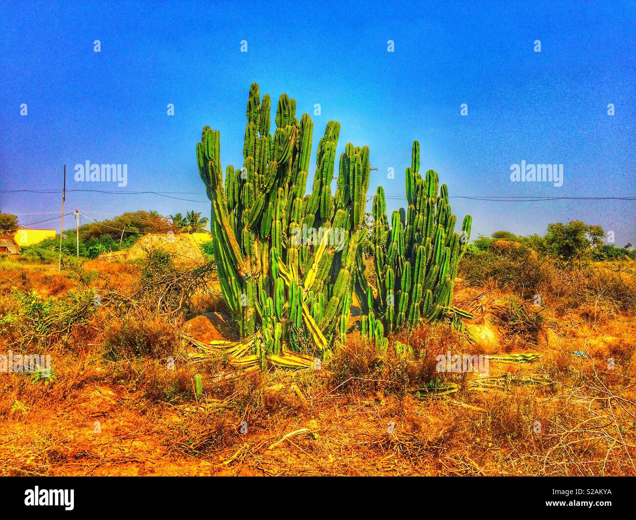 Kaktus Pflanze in der indischen Savannah Stockfoto