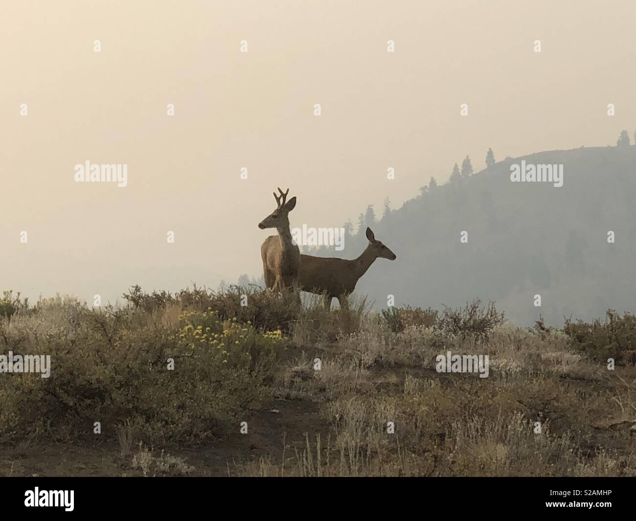 Junge Hirsche stehen auf einem Hügel in der Nähe Twisp, WA wie Rauch aus der Nähe wildfires dreht der Luft grau. - Smartphone-aufgenommenes Stockfoto