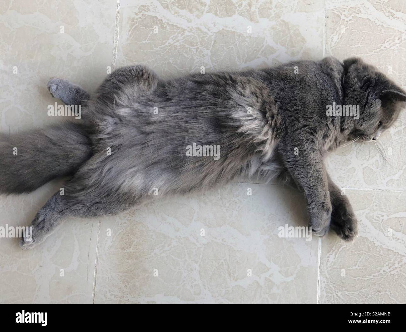 Britische lange Haare graue Katze Festlegung auf die Beine öffnen Stockfoto