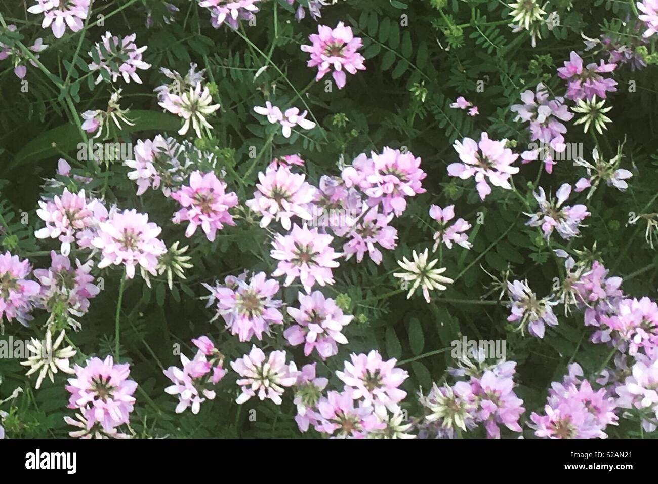 Kleine Blumen auf grünem Hintergrund Stockfoto