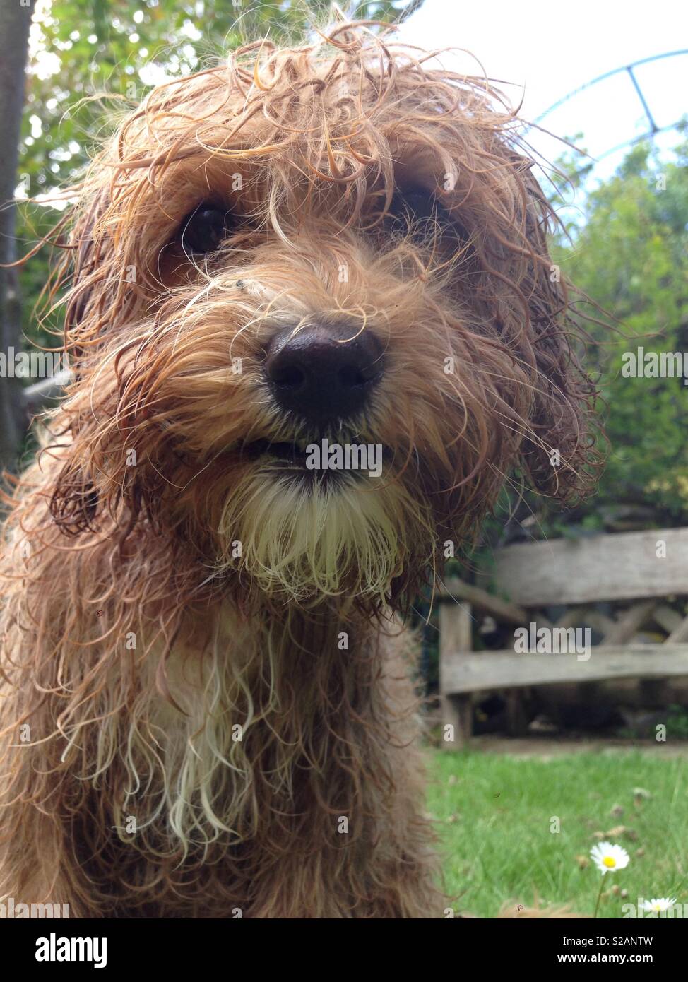 Cute Puppy Cavapoochon nassen Hund nach dem Bad im Garten Stockfoto