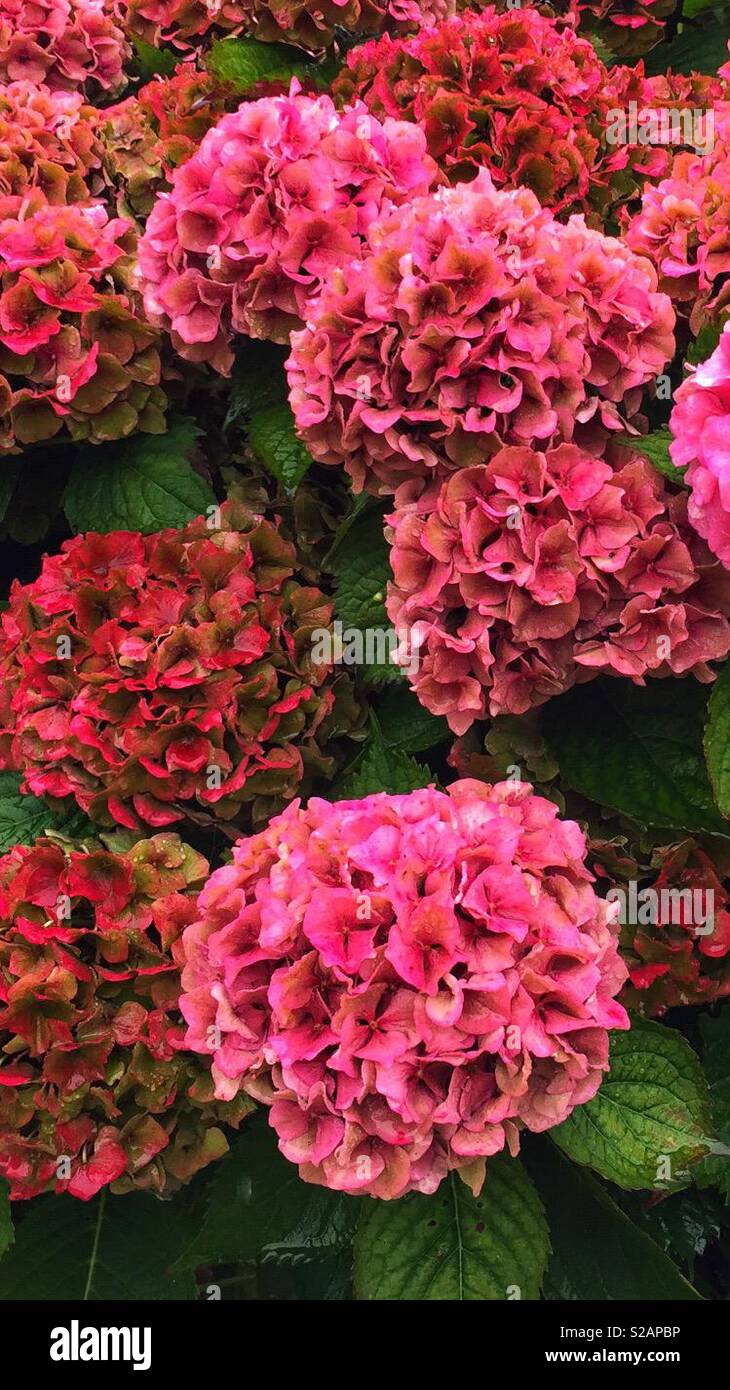 Hortensie Stockfoto