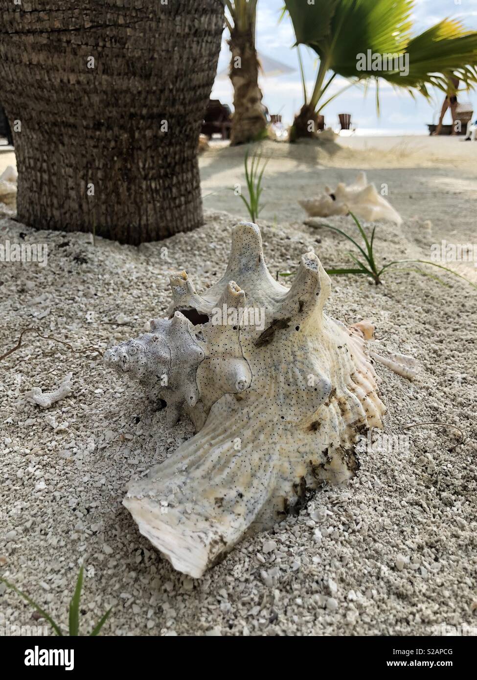 Belizean Muschel Im Sand Sitzen Stockfoto
