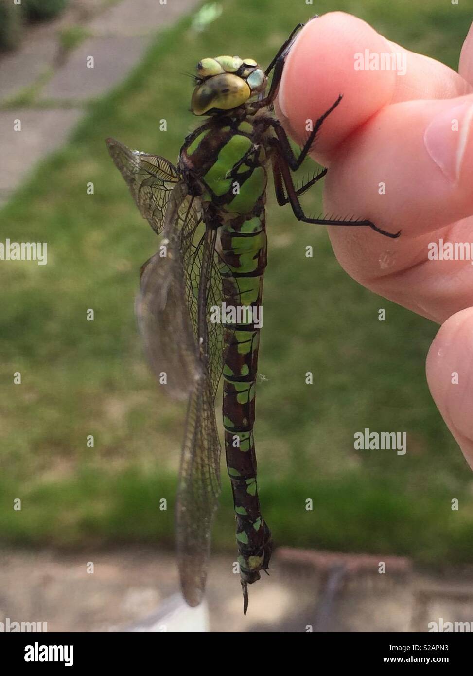 Libelle auf die Finger Stockfoto
