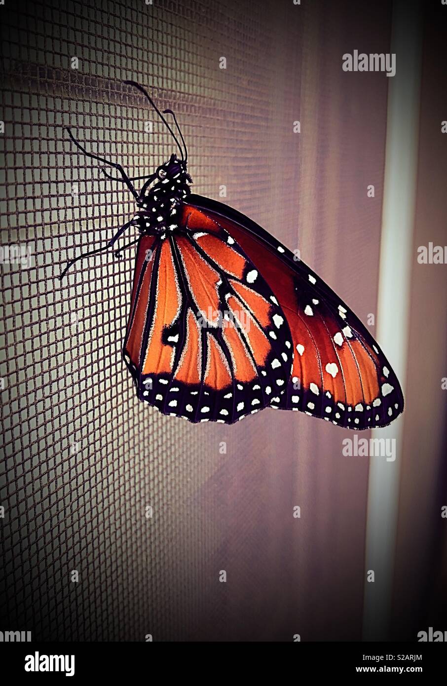 Männliche Königin Schmetterling auf einem Bildschirm Stockfoto