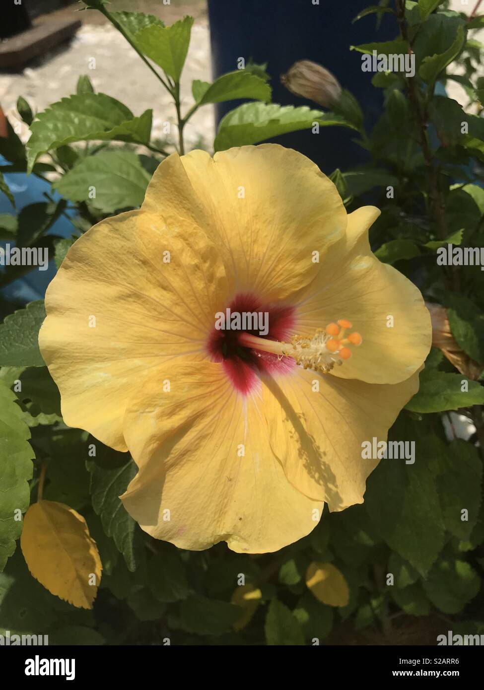 Gelber Hibiskus Stockfoto