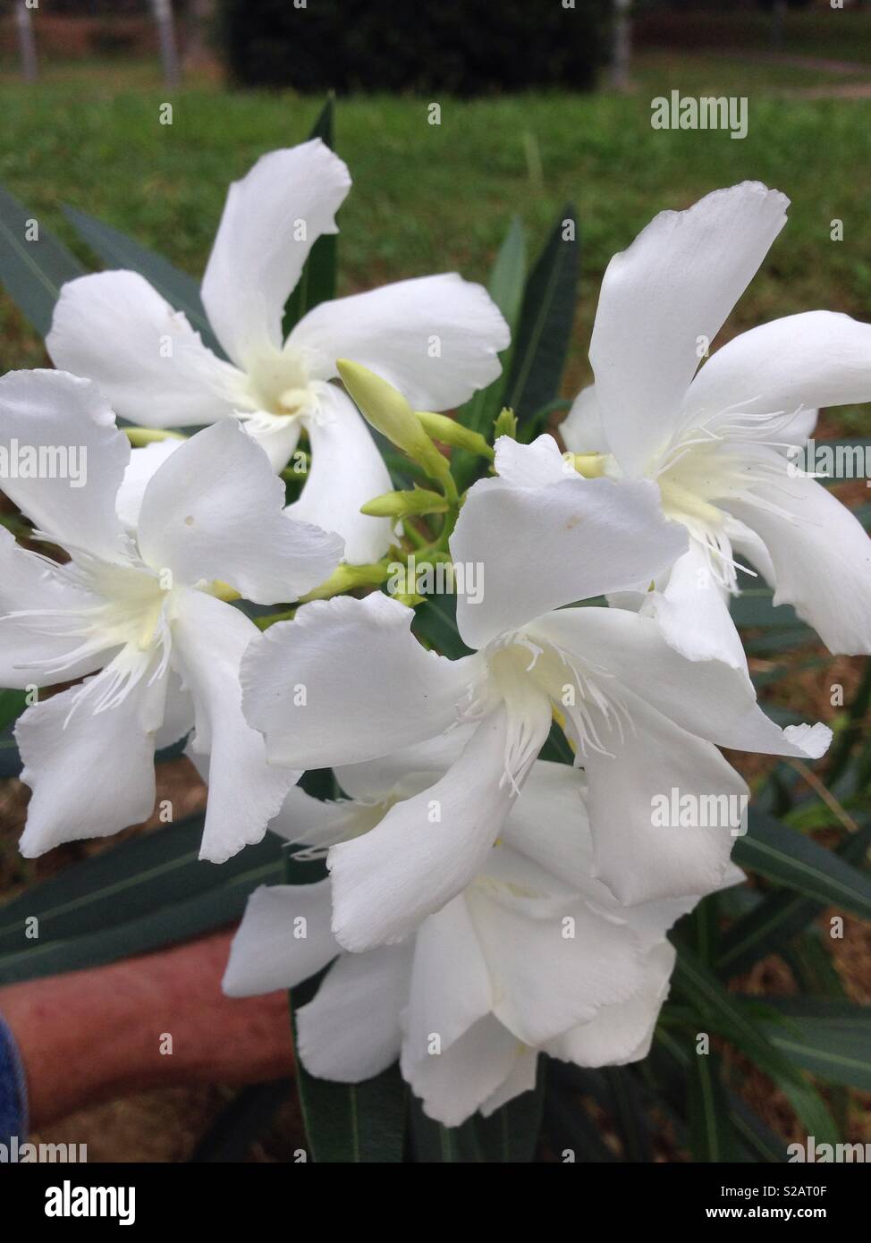 Weißer Oleander Blume in Ankaran Stockfoto