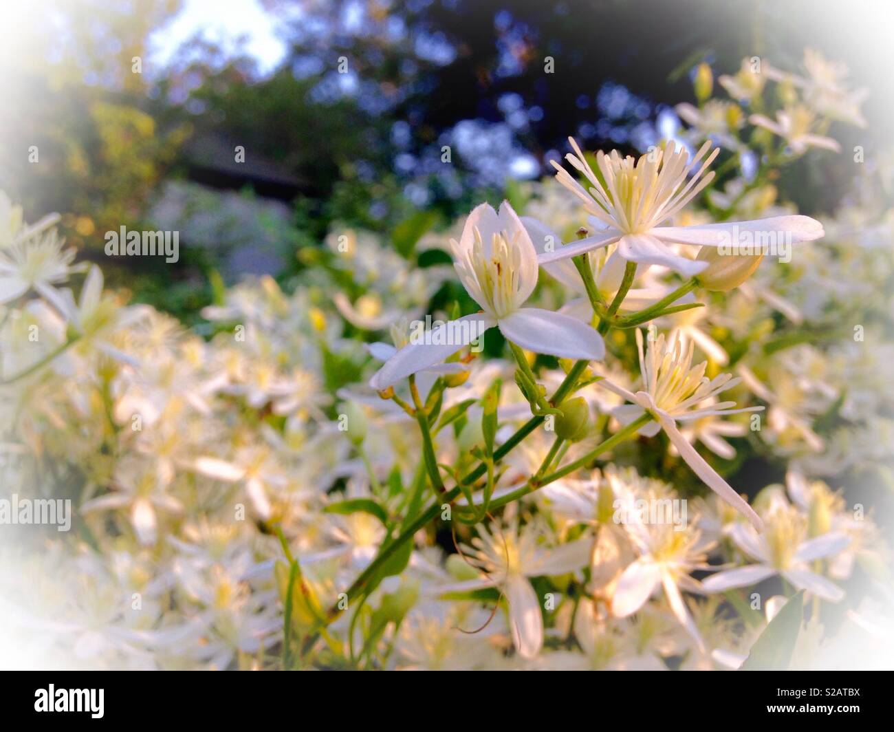 Clematis terniflora, oder süß Herbst Clematis blüht en masse vor Zinn abgebaut. North Carolina, Spätsommer - Smartphone-aufgenommenes Stockfoto