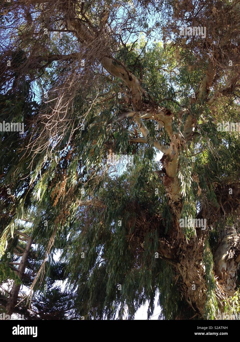 Griechische Baum Stockfoto