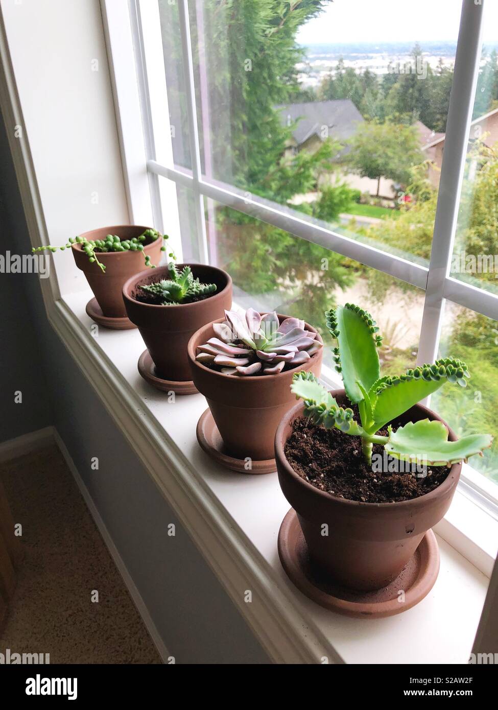 Sukkulenten Pflanzen auf der Fensterbank. Stockfoto