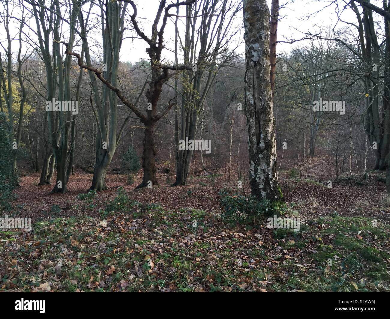 Wald Stockfoto