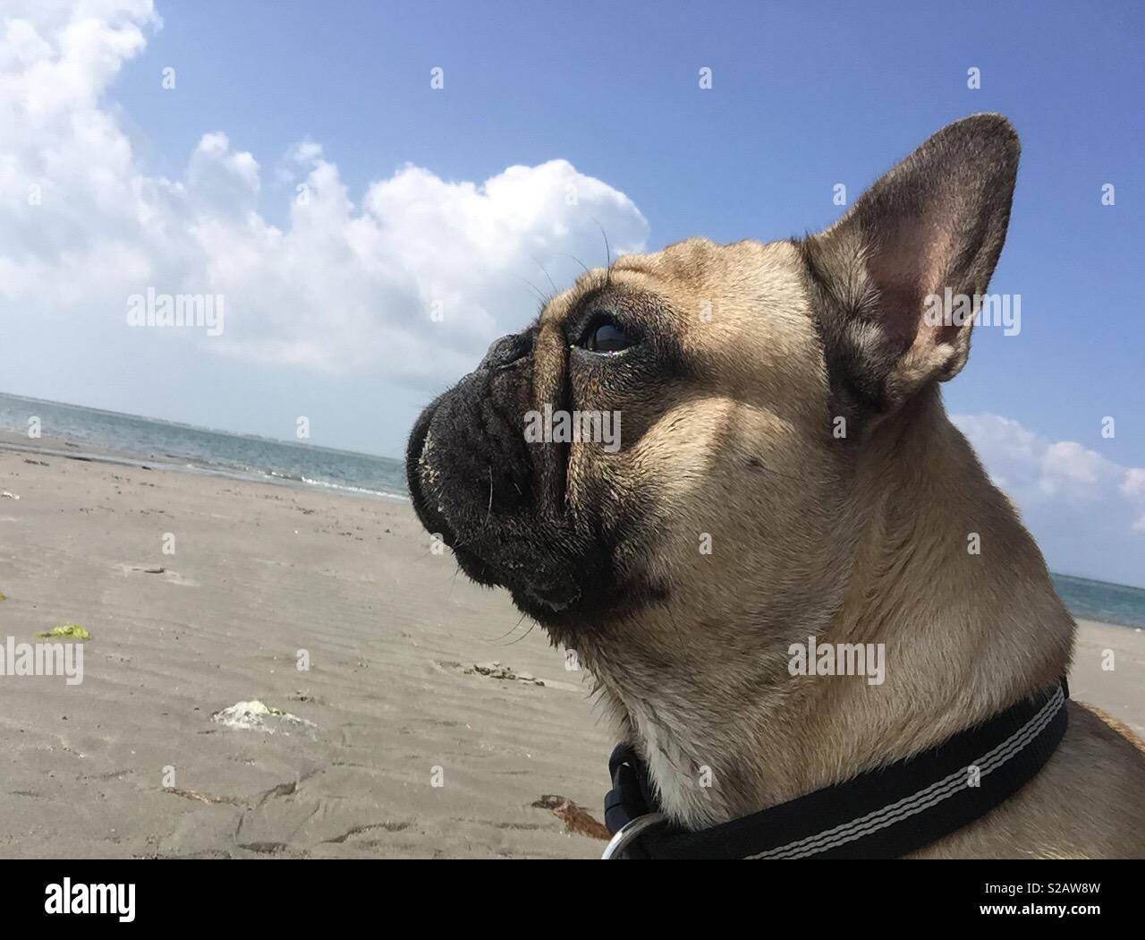 Strand-Hund Stockfoto
