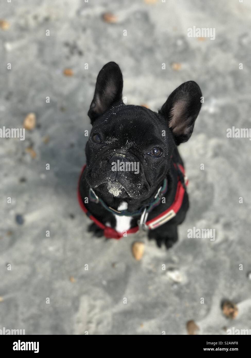 Sandy Hund Stockfoto