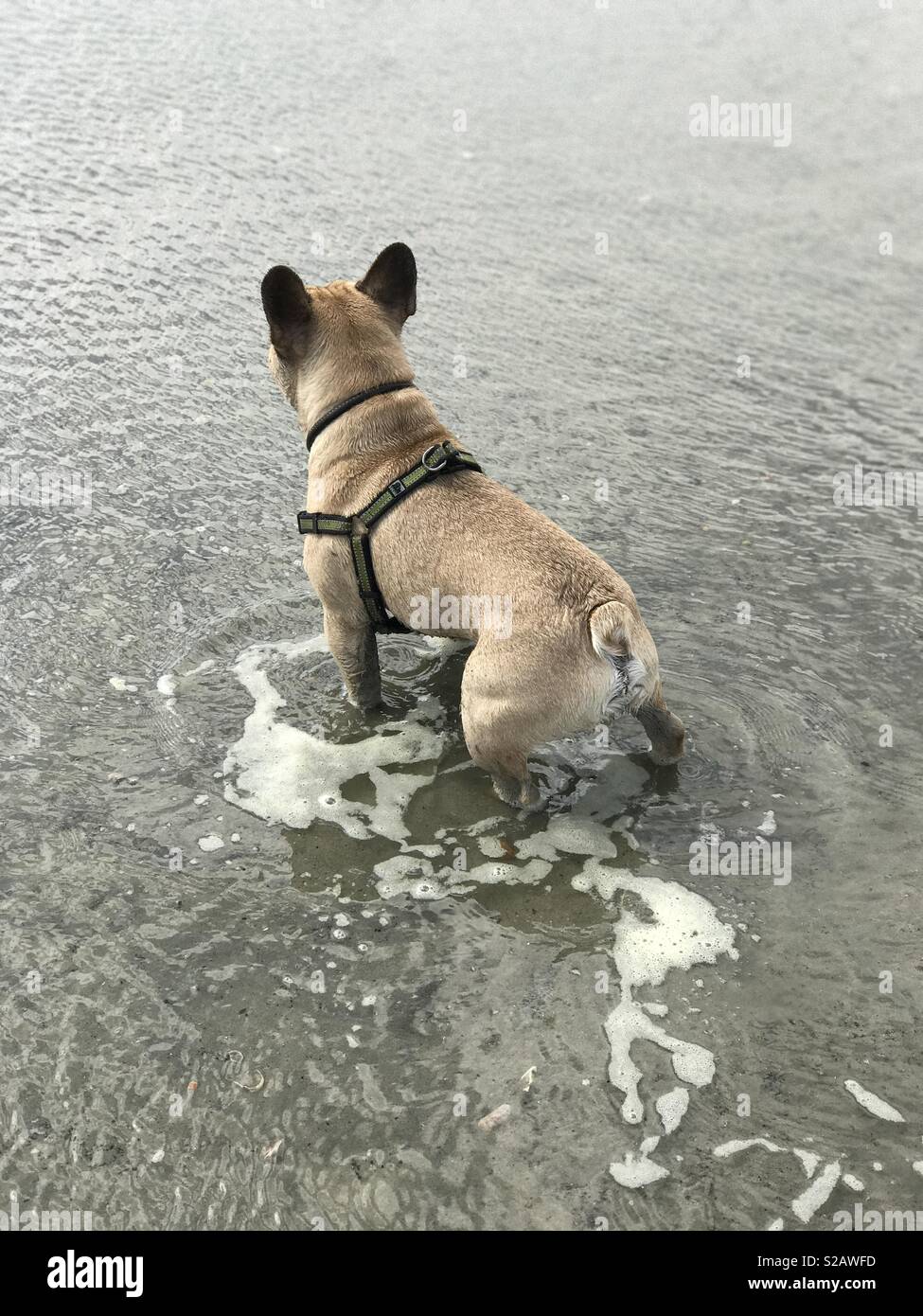 Hund im Meer Stockfoto