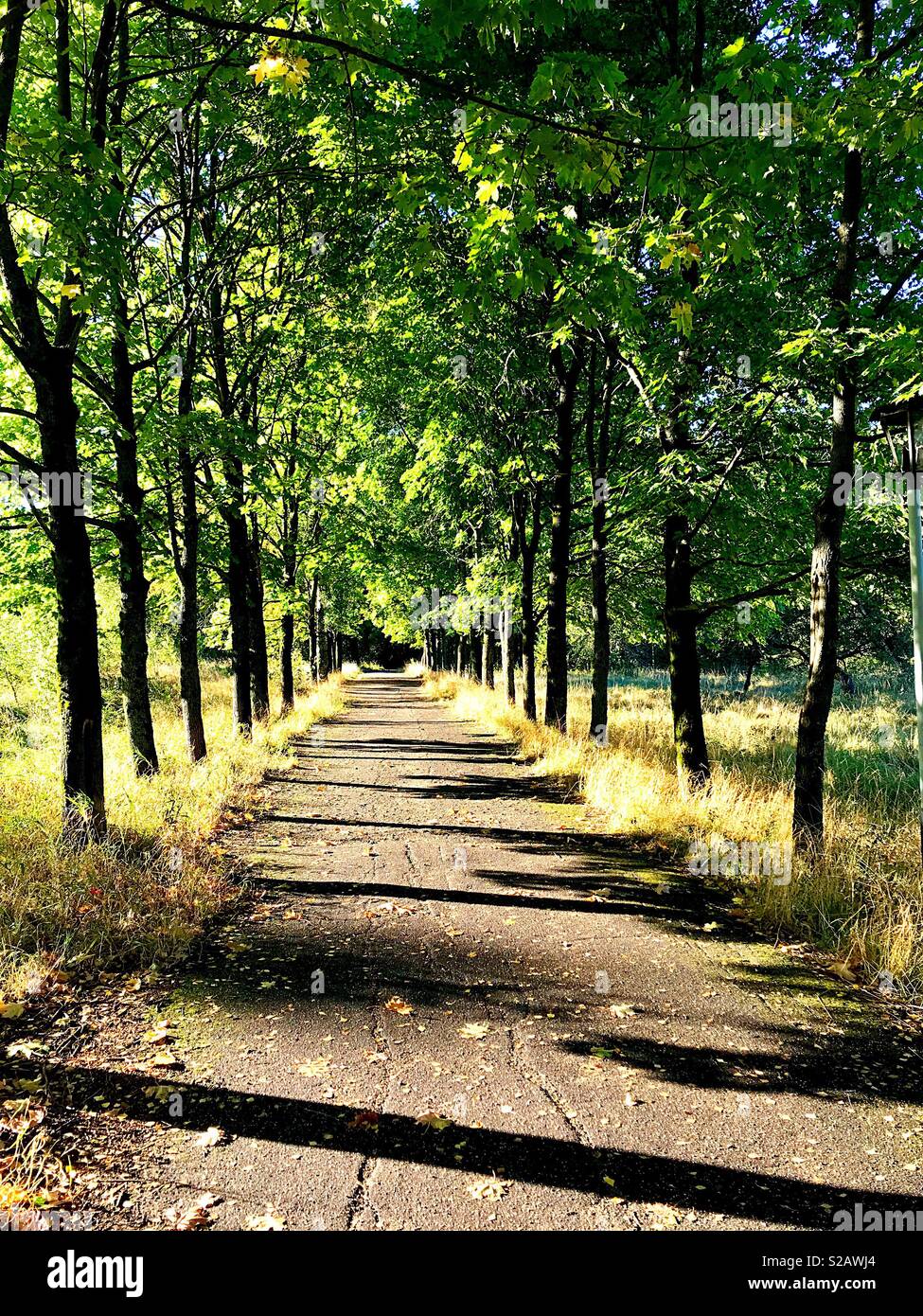 Helle Herbst morgen - Smartphone-aufgenommenes Stockfoto