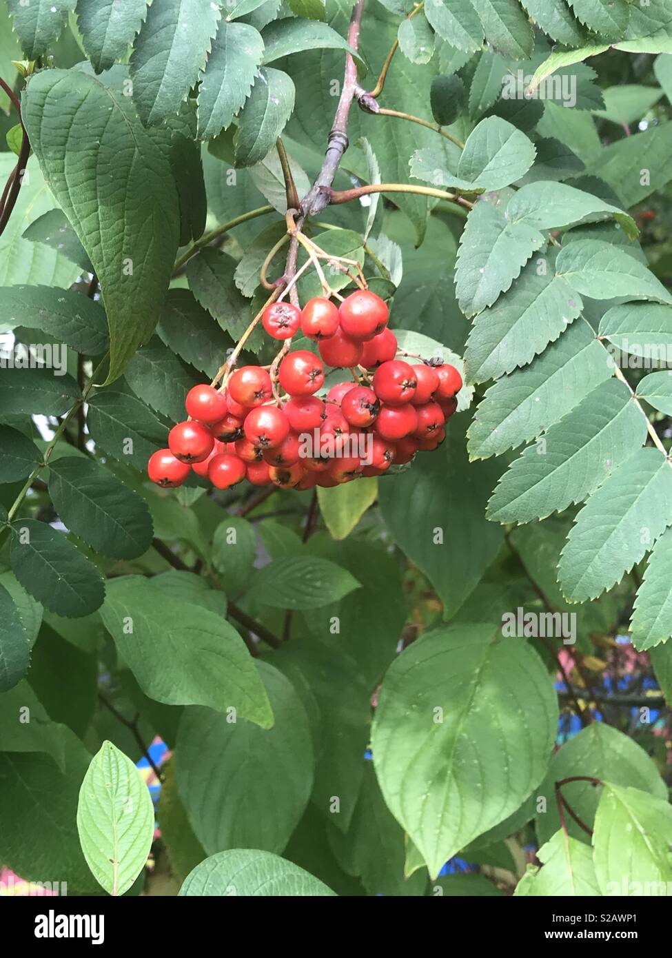 September Beeren an Aberedw, Powys, Wales. - Smartphone-aufgenommenes Stockfoto