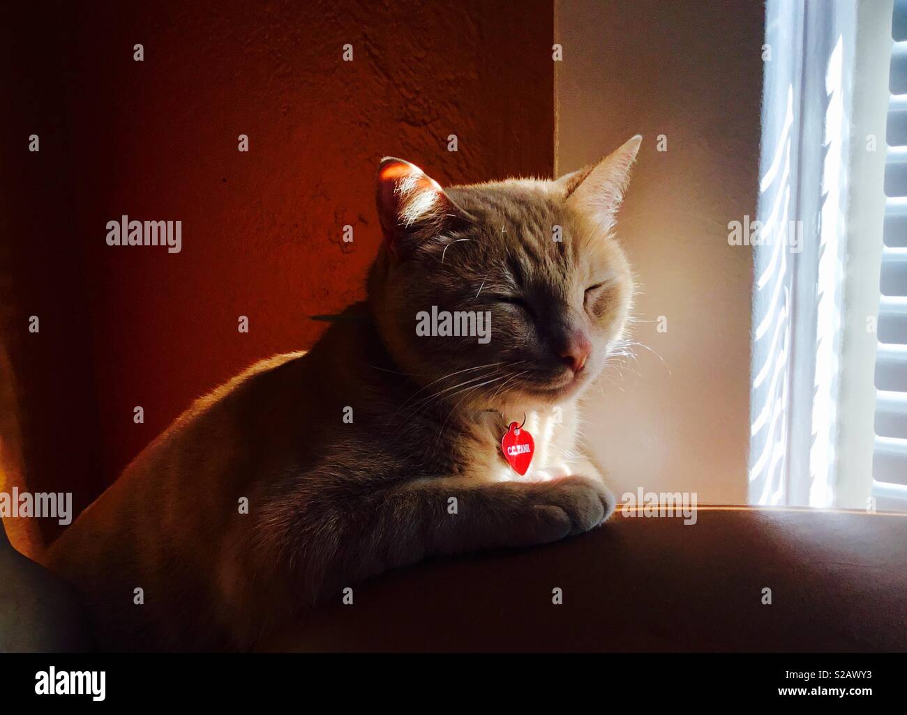 Eine orange American Kurzhaar tabby Katze hält ein Nickerchen auf der Couch in der Nähe der Fenster. - Smartphone-aufgenommenes Stockfoto