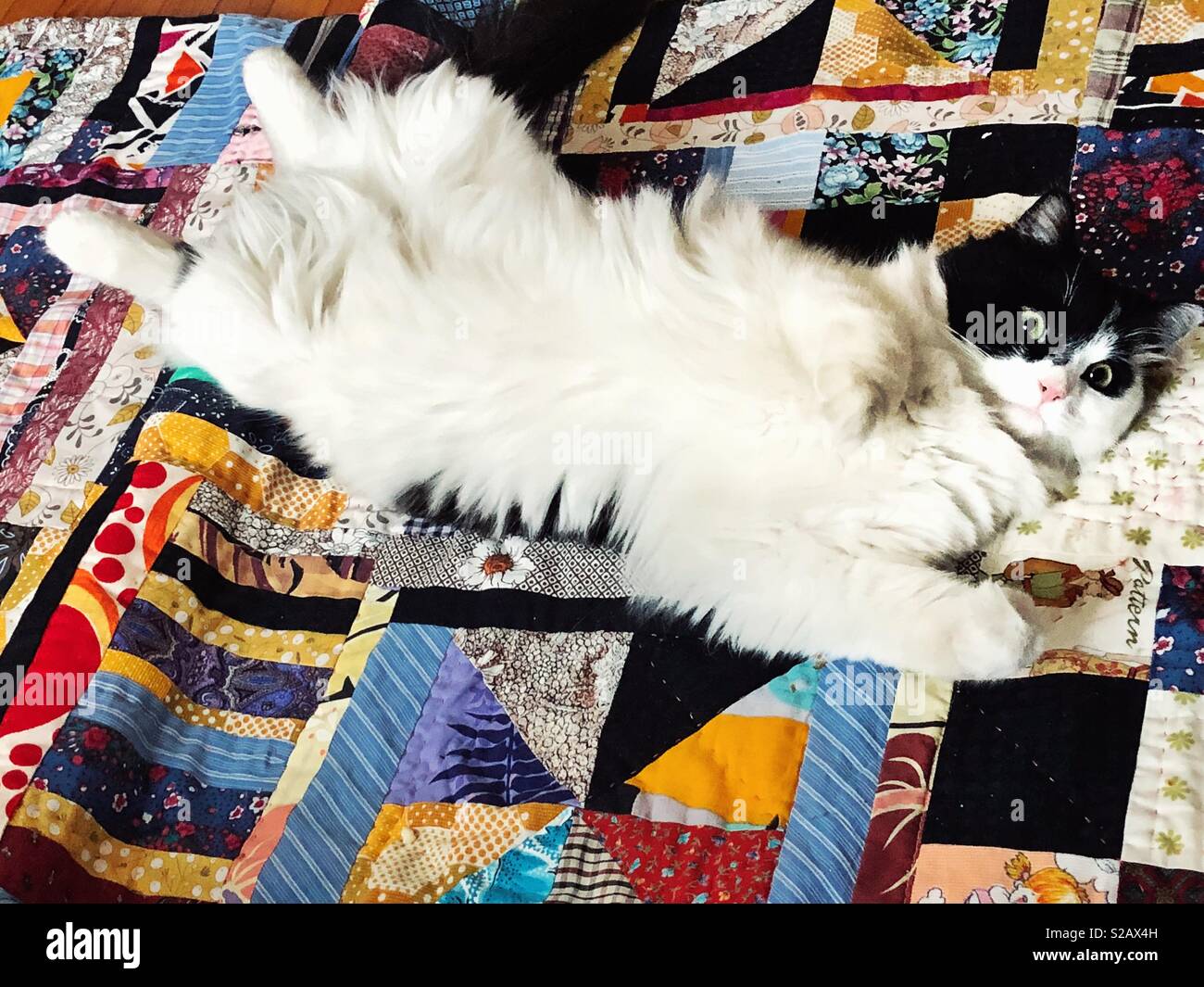 Flauschige Katze auf bunten handmade quilt Stockfoto