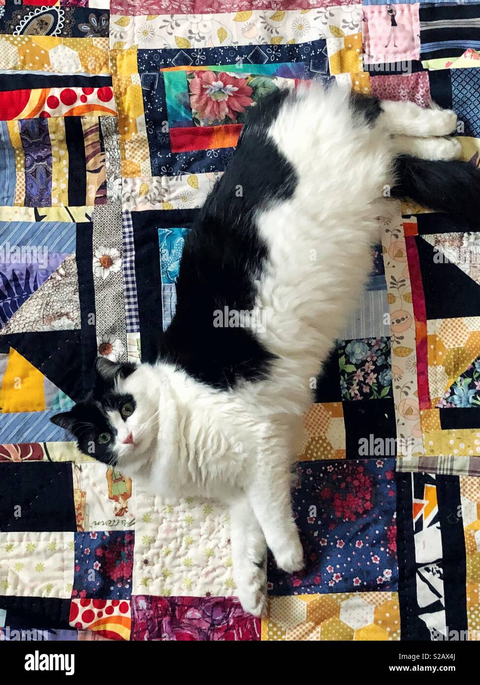 Flauschige Katze erstreckt sich auf einem bunten Modern Quilt Stockfoto