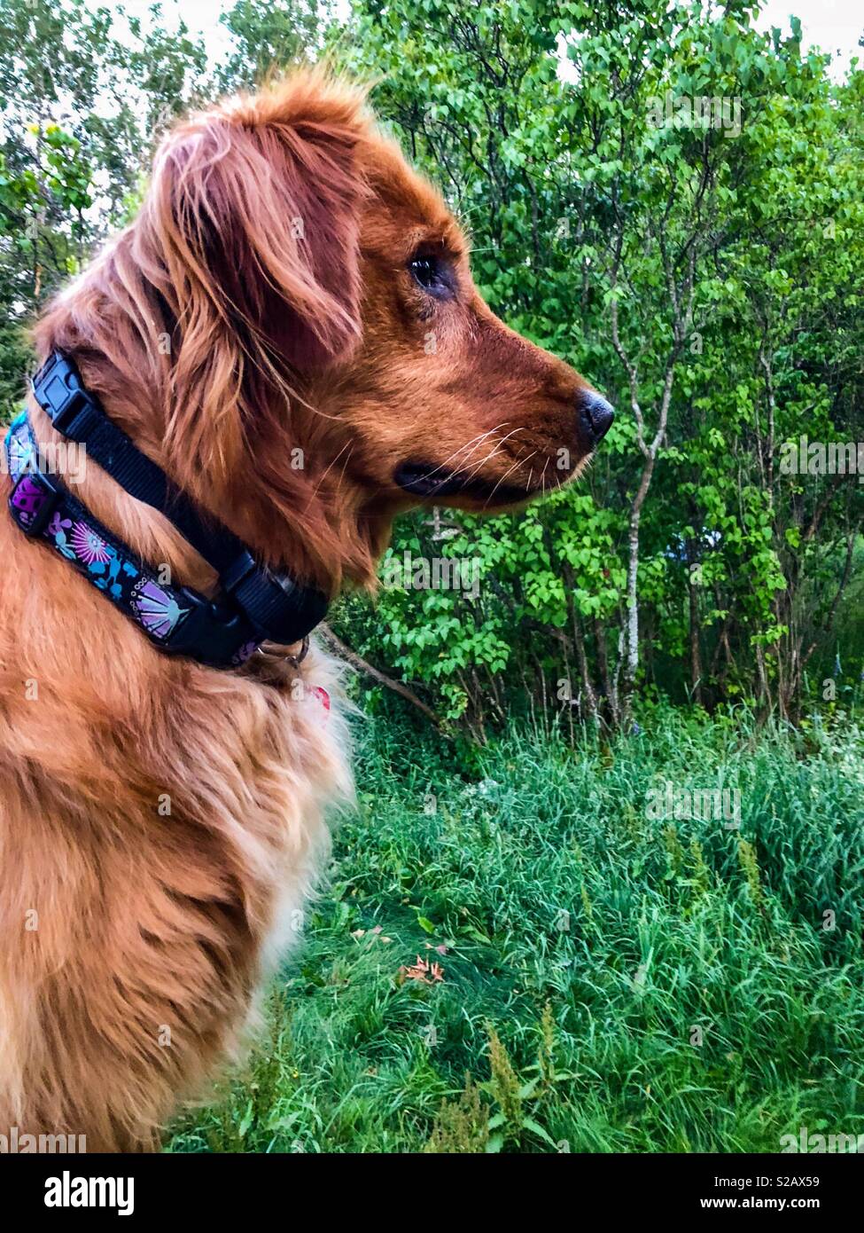 Elektro-Halsband für den Hund. Jagd Hundeausbildung. Ungarische Zeiger  "Vizsla Stockfotografie - Alamy