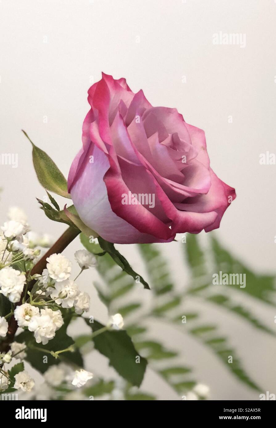 Eine schöne Rose mit Ombré Blütenblätter. Weiße Blüten mit dunkel rosa  Spitzen Stockfotografie - Alamy