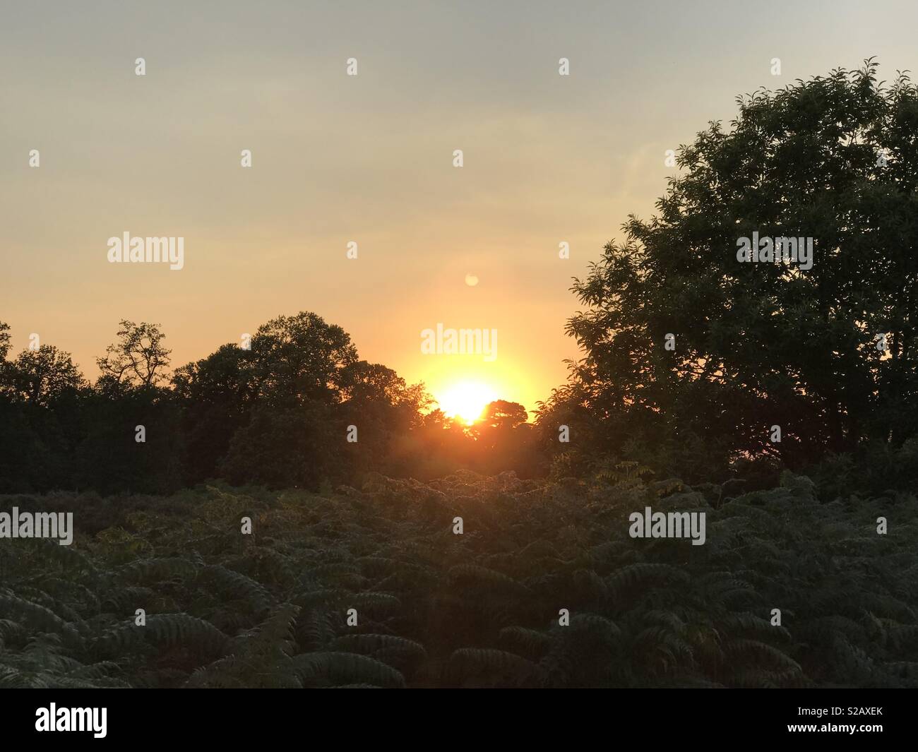 Sonnenuntergang im Wald Stockfoto