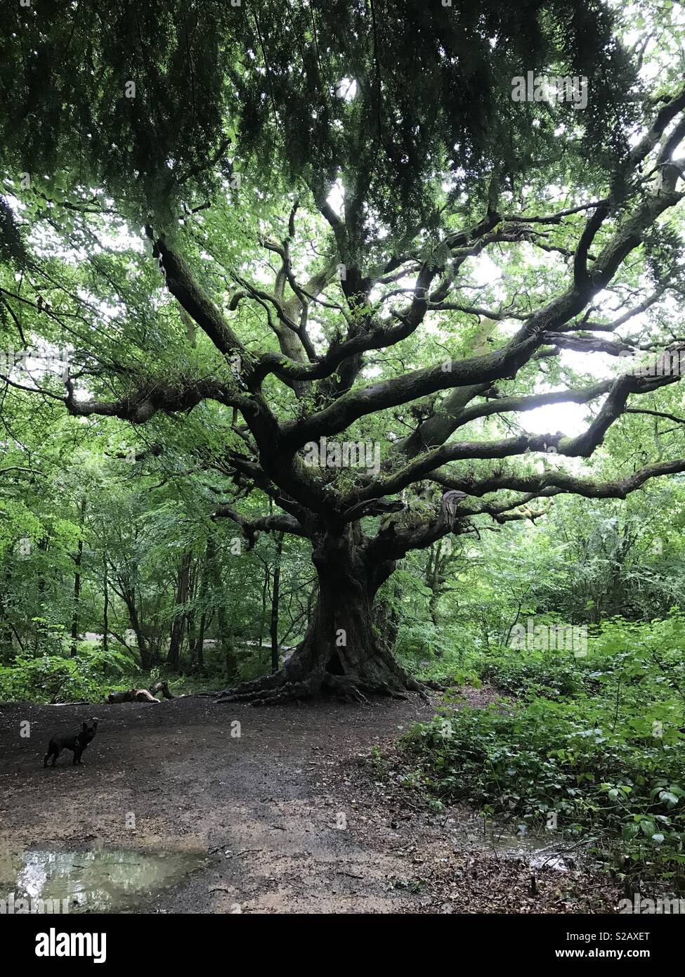 Gruselige Baum - keine Filter Stockfoto