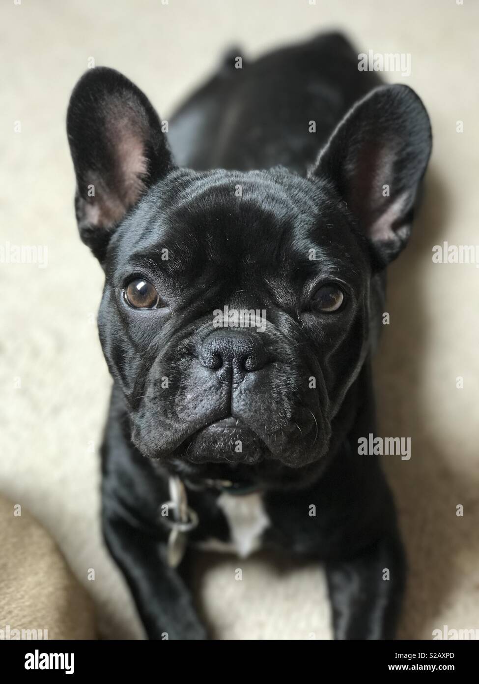 Frenchie Stockfoto