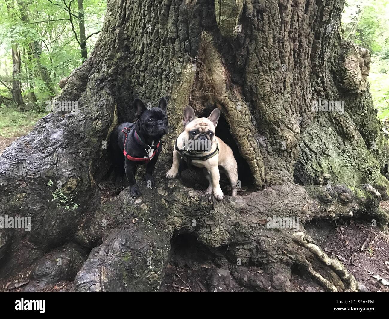 Hunde im Baum Stockfoto