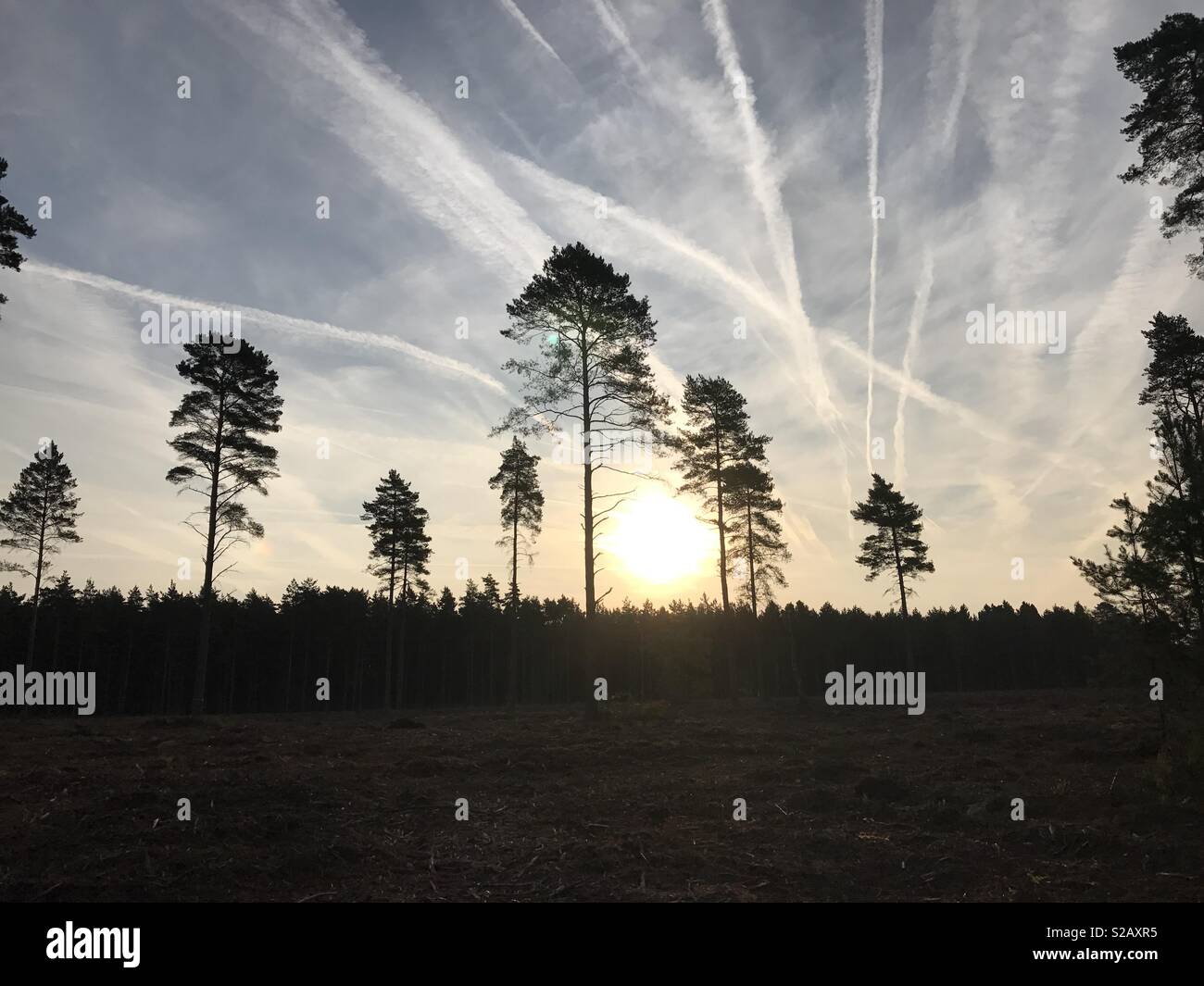 Wald-Sonnenuntergang Stockfoto