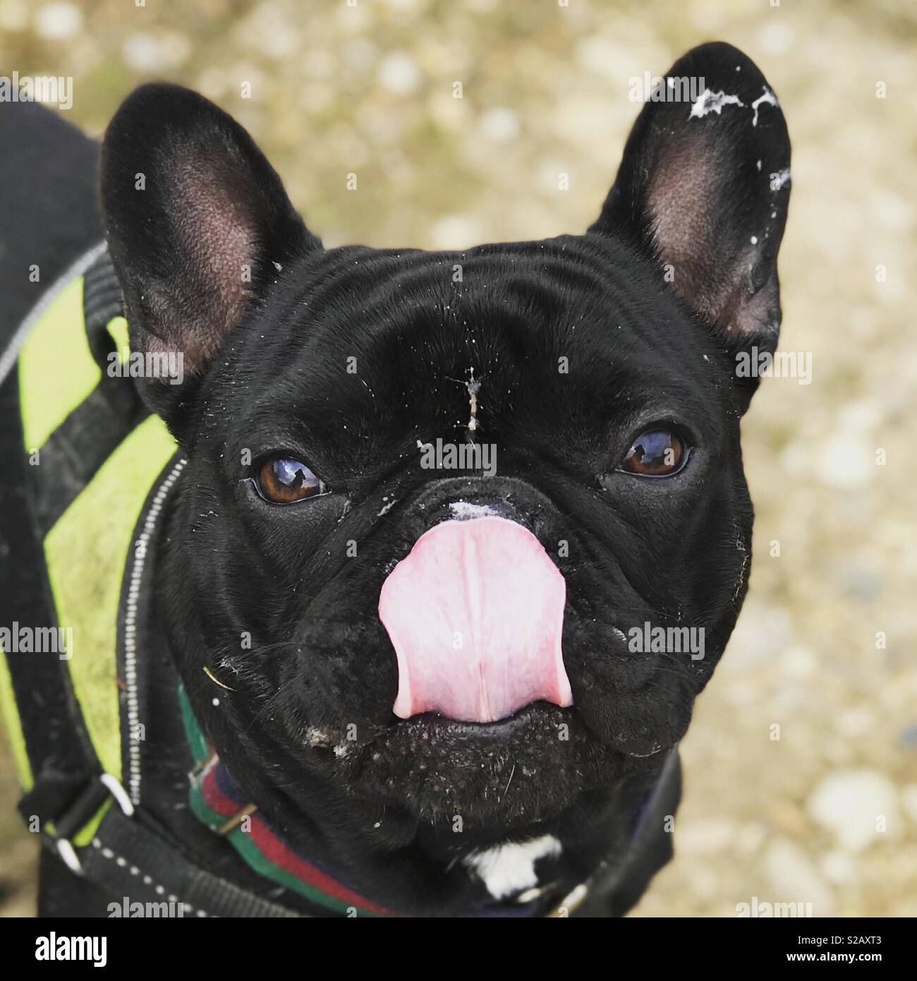 Hund-Zunge Stockfoto