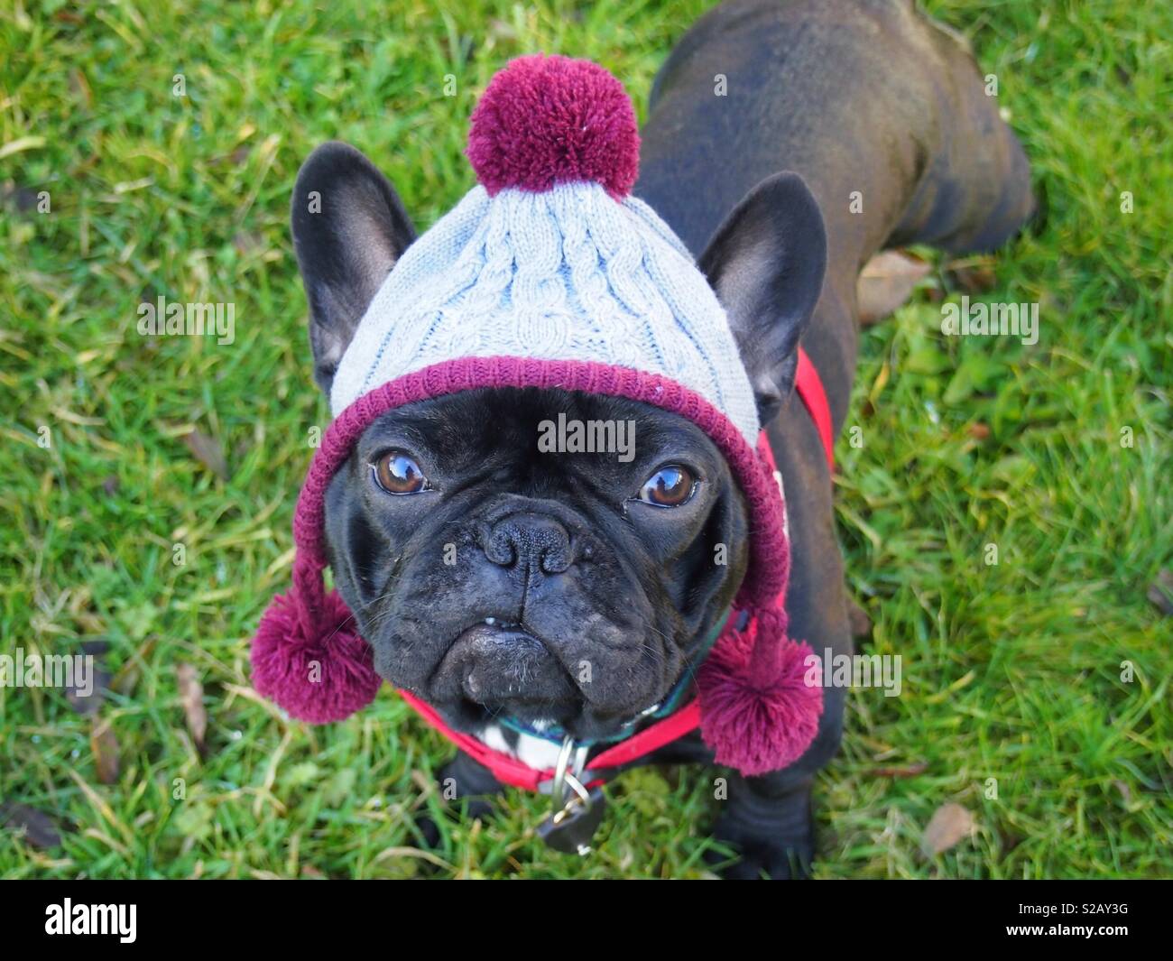 Grumpy Hund in hat Stockfoto