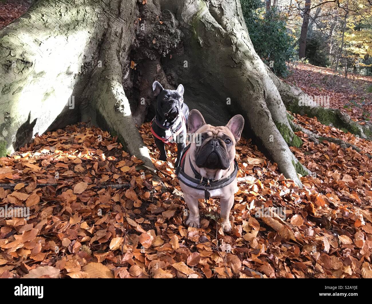 : Frenchies in Blätter Stockfoto