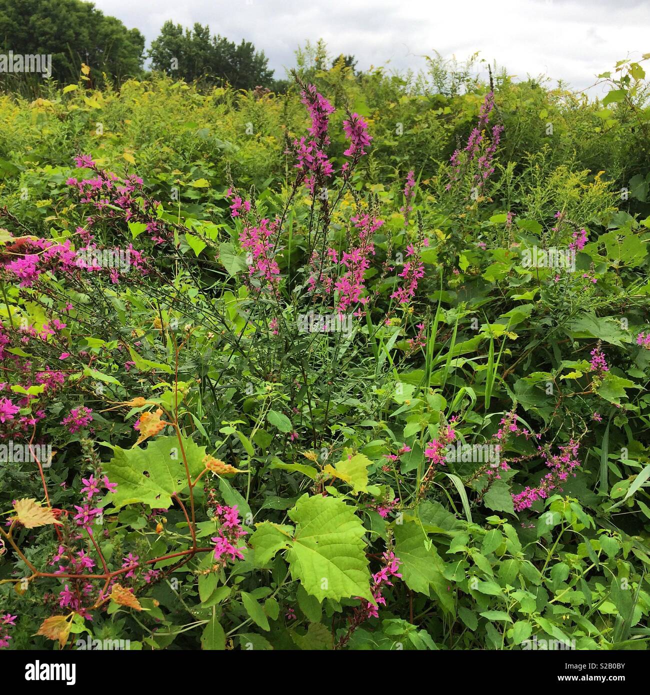 Wildblumen in der Nähe der Ethan Allen Homestead, Burlington, Vermont, United States - Smartphone-aufgenommenes Stockfoto
