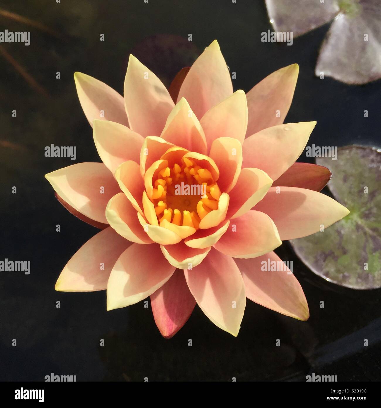 Nymphaea "Georgia Peach" - Smartphone-aufgenommenes Stockfoto