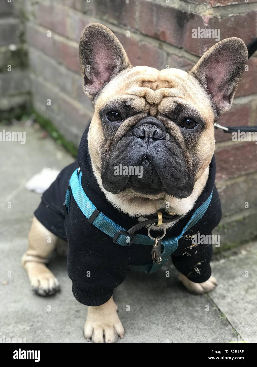 Frenchie in Hoodie Stockfoto