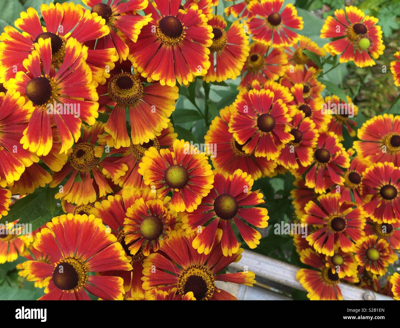Cluster von orange Blumen Stockfoto