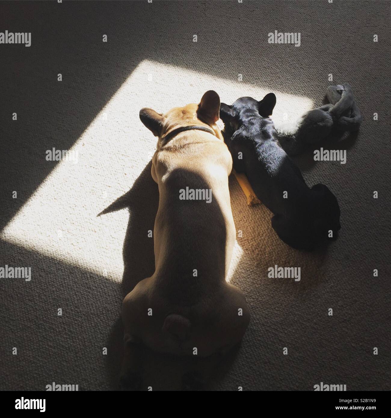 Hunde, die in der Sun Patch Stockfoto