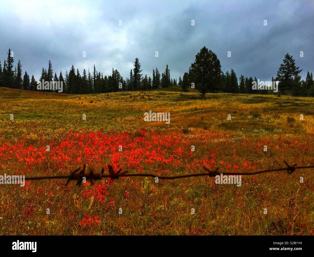 Am Straßenrand Fotos, Herbst, Southern Alberta, Kanada, zusammen 1 A, Calgary Canmore Stockfoto