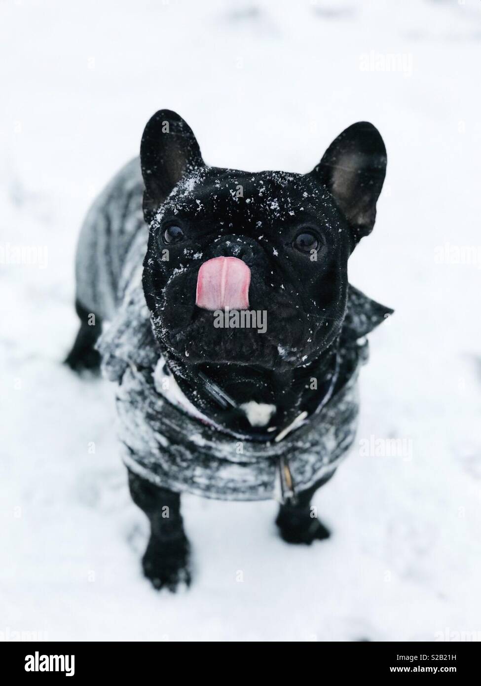 Hund im Schnee lecken Nase Stockfoto