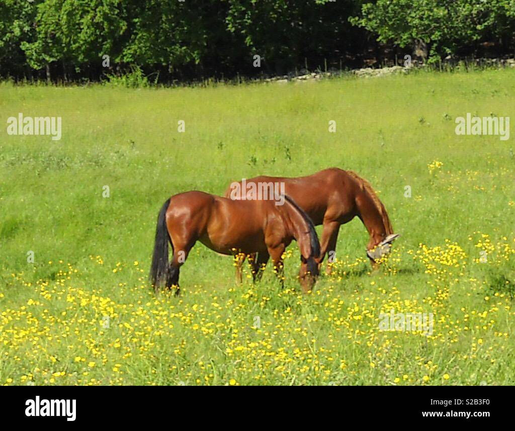 Zwei Schone Pferde Friedlich Grasenden Auf Grunem Gras Mit Gelben Bluten Und Bewaldeten Hintergrund Stockfotografie Alamy